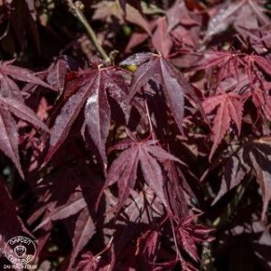 Javor dlaňolistý (Acer palmatum) ´CRIMSON QUEEN´ - výška 120-140cm, kont. C14L 