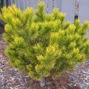 Borovica horská (Pinus mugo) ´WINTERGOLD´ – výška 30-50 cm, kont. C5L