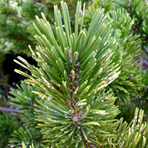 Borovica horská (Pinus mugo ) ´HUMPY´ – výška 40-60cm, kont. C20L