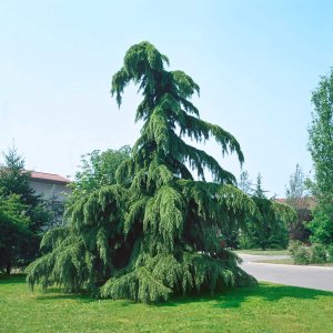 Céder himalájsky (Cedrus deodara) ´PENDULA´, výška 125-150 cm, kont. C18L (-23°C)