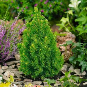 Smrek biely (Picea glauca) ´CONICA´ – výška 25-35 cm, kont. C2L