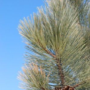 Borovica ťažká (Pinus ponderosa) – výška 120-140cm, kont. C15L