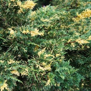 Borievka čínska (Juniperus chinensis) ´PLUMOSA AUREOVARIEGATA´ - výška 25-30cm, kont. C2L