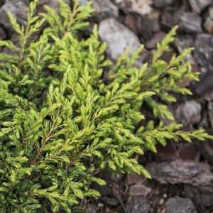 Borievka obyčajná (Juniperus communis) ´GOLDSCHATZ´ - výška 15-30cm, kont. C5L
