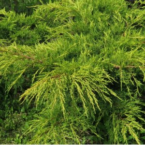 Borievka (Juniperus chinensis) ´PFITZERIANA AUREA´ - výška 15-25cm, kont. C2L