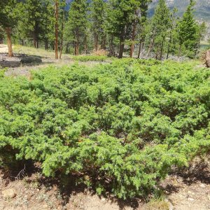 Borievka obyčajná (Juniperus communis) ´BARTON´ - výška 20-30 cm, priemer 20-40 cm, kont. C2L