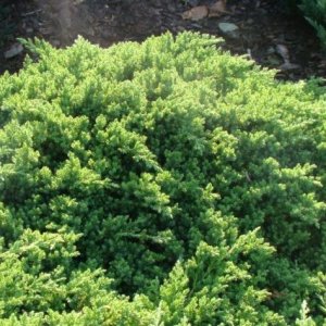 Borievka poliehavá (Juniperus procumbens) ´BONIN ISLES´ - výška 10-20 cm, kont. C2L
