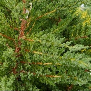 Borievka čínska (Juniperus chinensis) ´MONARCH´ - výška 20-40cm, kont. C2L
