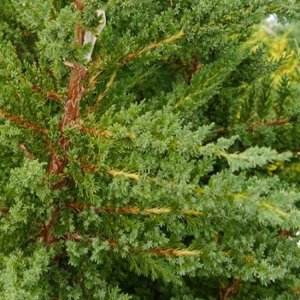 Borievka čínska (Juniperus chinensis) ´MONARCH´ - výška 20-40 cm, kont. C2L