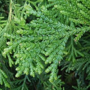 Tujovka japonská (Thujopsis dolabrata) – výška 20-30 cm, kont. C5L