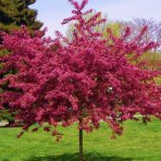 Hloh obyčajný (Crataegus Laevigata) ´PAUL´S SCARLET´ - výška 290-340 cm, obvod kmeňa 6/8 cm, kont. C35L