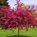 Hloh obyčajný (Crataegus Laevigata) ´PAUL´S SCARLET´ - výška 290-340 cm, obvod kmeňa: 6/8 cm, kont. C35L