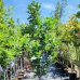 Dub letný (Quercus robur) ´FASTIGIATA´ - výška 140-170cm, objem kvetináča 4/6 cm, kont. C10L