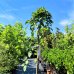 Hrab obyčajný (Carpinus betulus) ´PENDULA´ – výška 170-200 cm, obvod kmeňa 4-6 cm, kont. C5L 