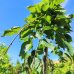 Hrab obyčajný (Carpinus betulus) ´PENDULA´ – výška 170-200 cm, obvod kmeňa 4-6 cm, kont. C5L 