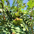 Jarabina kašmírska (Sorbus cashmiriana) - výška 200-250 cm, obvod kmeňa 4/6 cm, kont. C10L 