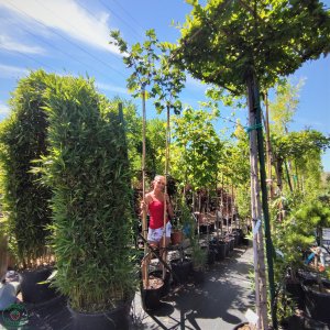 Javor mliečny (Acer platanoides) ´GLOBOSUM´ - výška 200-220 cm, kont. C10L 