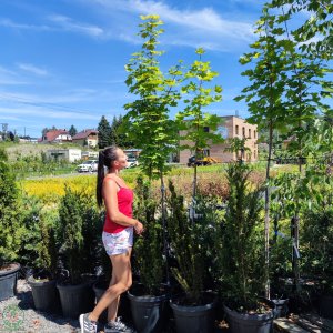 Javor mliečny (Acer platanoides) - výška 190-250 cm, kont. C20L