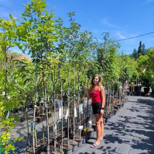 Jarabina turingová (Sorbus thuringiaca) ´FASTIGIATA´  - výška 140-160 cm, kont. C5L