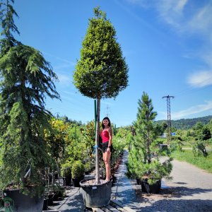 Hrab obyčajný (Carpinus betulus) ´PYRAMIDALIS´ - výška 400 cm, obvod kmeňa 25/30 cm,kont. C230L