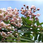 Jarabina kašmírska (Sorbus cashmiriana) - výška 200-250 cm, obvod kmeňa 4/6 cm, kont. C10L 