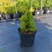 Smrek biely (Picea glauca) ´RAINBOW´S END´ – výška 10-20 cm, kont. C5L