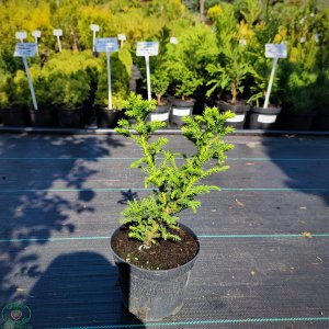 Kryptoméria japonská (Cryptomeria japonica) 'VILMORINIANA', ´výška: 30-50 cm, kont. C2L (-24 °C)