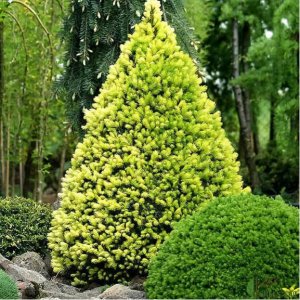 Smrek biely (Picea glauca) ´RAINBOW´S END´ – výška 10-20 cm, kont. C2L