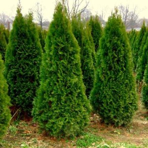 Tuja západná (Thuja occidentalis) ´SMARAGD´ - výška 30-50 cm, kont. C2L