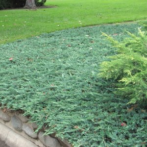 Borievka rozprestretá (Juniperus horizontalis) ´WILTONII´, priemer rastliny 15-30 cm, C2L