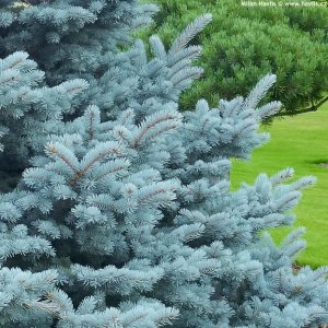 Smrek pichľavý (Picea Pungens) ´SUPER BLUE´ - výška 35-45 cm, kont. C5L