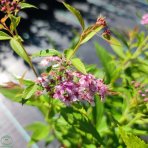 Tavoľník japonský (Spiraea japonica) ´SHIROBANA´ výška: 30-50 cm, ⌀ 30-50 cm, kont. C2L