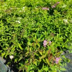 Tavoľník japonský (Spiraea japonica) ´SHIROBANA´ - výška 30-50 cm, ⌀ 30-50 cm, kont. C2L