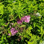 Tavoľník japonský (Spiraea japonica) ´SHIROBANA´ - výška 30-50 cm, ⌀ 30-50 cm, kont. C2L