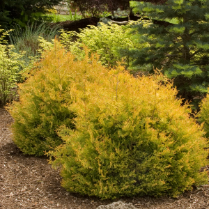 Tuja západná (Thuja occidentalis) ´RHEINGOLD´ - výška 10-20 cm, kont. C2L