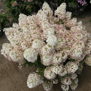 Hortenzia metlinatá (Hydrangea paniculata) ´BOBO ILVOBO´®- výška 50-80 cm, kont. C2L
