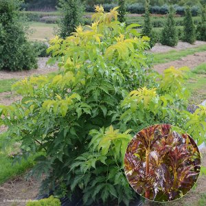 Baza čierna (Sambucus Nigra) ´SERENADE JONADE´® - výška 40-60 cm, kont.C2L