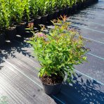 Tavoľník japonský (Spiraea japonica) ´SHIROBANA´ výška: 30-50 cm, ⌀ 30-50 cm, kont. C2L