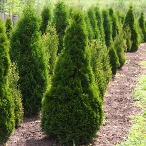 Tuja západná (Thuja occidentalis) ´DEGROOT ´S SPIRE´ - výška 30-50 cm, kont. C2L