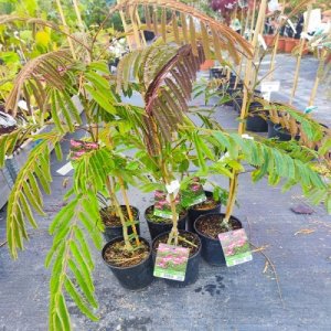 Albízia (Albizia Julibrissin) ´OMBRELLA BOUBRI´® - výška  50-80 cm, kont.P9