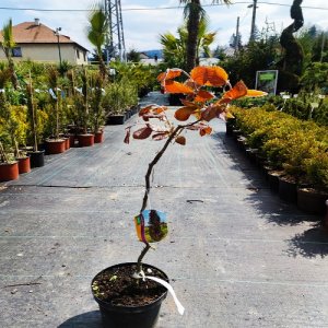 Buk lesný (Fagus sylvatica) ´DAWYCK PURPLE´ výška: 60-90 cm, kont. C3L (-34°C)  