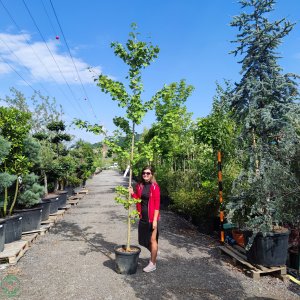 Ginkgo biloba – výška 160-200 cm, kont. C30L - SAMEC