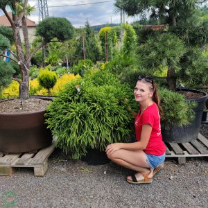 Kryptoméria japonská (Cryptomeria japonica) 'GLOBOSA NANA', priemer rastliny 80-100 cm, CLT55 (-21°C)