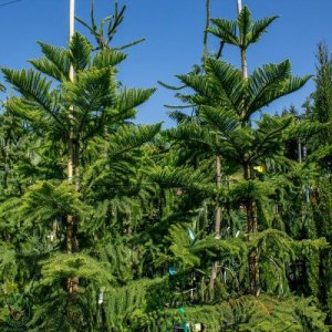 Araukária štíhla (Araucaria Excelsa) - výška: 200-250 cm; kont. C30L (-7°C)