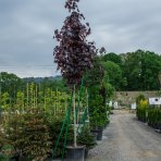 Javor mliečny (Acer platanoides) ´FAASSEN´S BLACK´ - výška 300-350 cm, obvod kmeňa 18/20 cm, kont. C130L