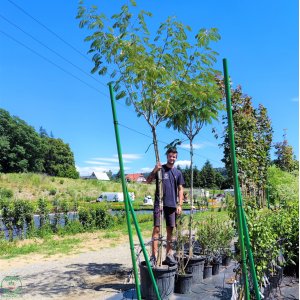 Albízia ružová (Albizia Julibrissin) - výška 300-350 cm, obvod kmeňa: 16/18 cm, kont. C110L