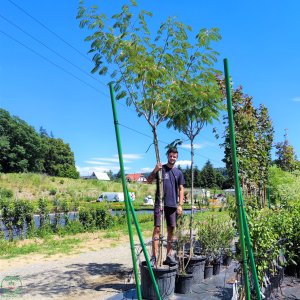 Albízia ružová (Albizia Julibrissin) - výška 300-350 cm, obvod kmeňa: 16/18 cm, kont. C110L