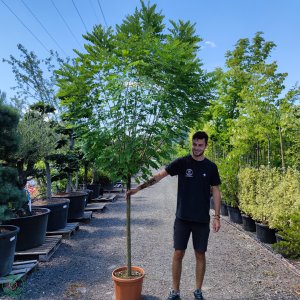 Agát biely (Robinia pseudocacacia) ´UMBRACULIFERA´, výška 250-330 cm, obvod kmeňa: 8/10 cm, kont. C25L (-34°C)   