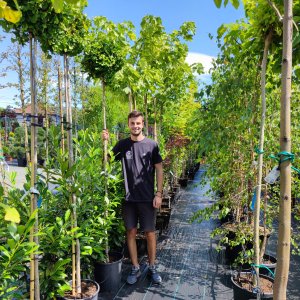 Ginkgo biloba ´TROLL´ - výška 230-250 cm, obvod kmeňa 8/10 cm, kont. C35L - SAMEC