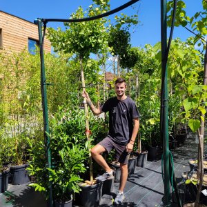 Ginkgo biloba ´FASTIGIATA BLAGOON´ - výška 230-250 cm, obvod kmeňa 8/10 cm, kont. C35L - SAMEC